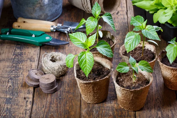 Paprika Palánta Hajtások Tőzeg Edényben Kertészeti Koncepció — Stock Fotó