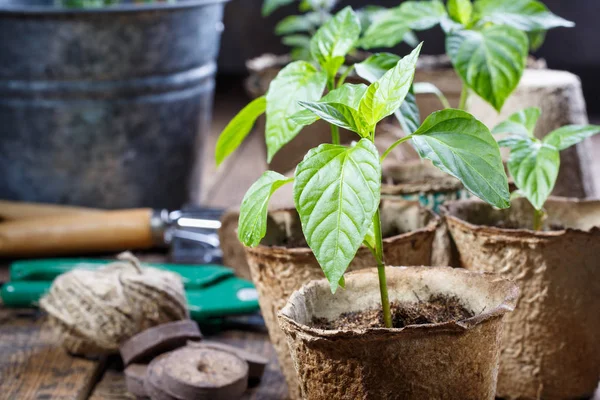 Giovani Germogli Piantina Paprica Germogli Nelle Pentole Torba Concetto Giardinaggio — Foto Stock