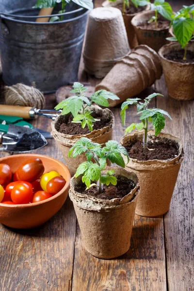 Jeunes Pousses Tomate Dans Les Pots Tourbe Concept Jardinage — Photo