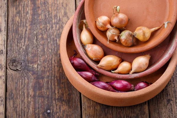 Kleine Bollen Van Rode Gele Ingesteld Klaar Planten Lente Tuinieren — Stockfoto