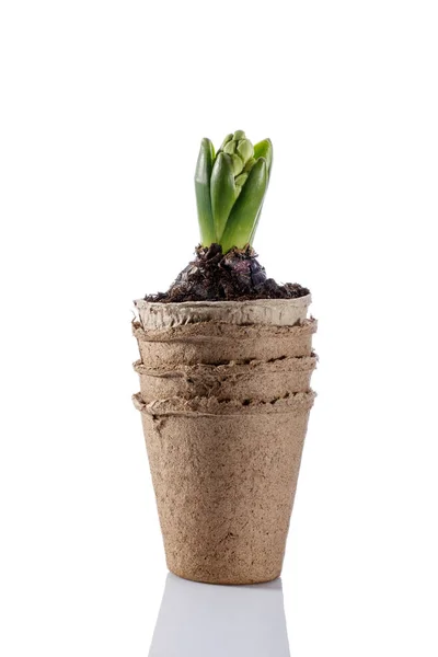 Bibit bunga Hyacinth dalam pot gambut terisolasi di atas putih . — Stok Foto