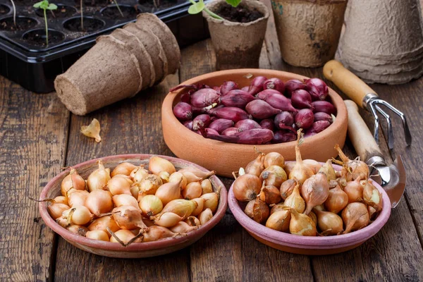 Kırmızı ve sarı soğan küçük ampuller dikim için hazır ayarlar.