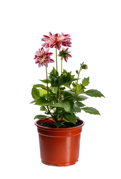 Mudas de flor de Dahlia em vaso de plantas plactic isolado em branco — Fotografia de Stock