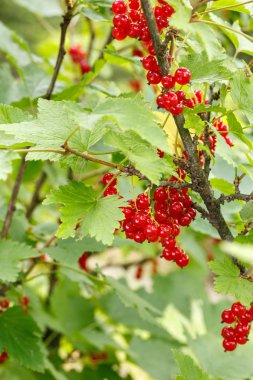 Bahçedeki bir çalının üzerinde kırmızı frenk üzümü meyveleri. Bir br üzerinde frenk üzümü