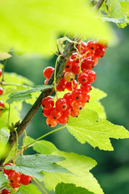 Bahçedeki bir çalının üzerinde kırmızı frenk üzümü meyveleri. Bir br üzerinde frenk üzümü