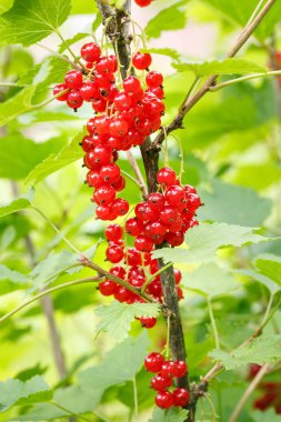 Bahçedeki bir çalının üzerinde kırmızı frenk üzümü meyveleri. Bir br üzerinde frenk üzümü