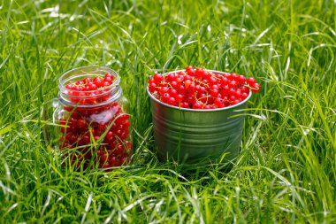 Yeşil çim hasat kırmızı frenk üzümü kırpma ile Konteynerler