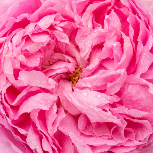 Close-up vista da bela rosa rosa flor — Fotografia de Stock