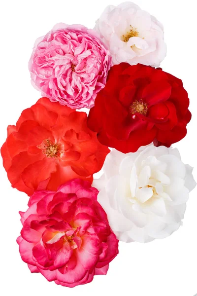 Rosas de diferentes formas e cores isoladas em branco . — Fotografia de Stock