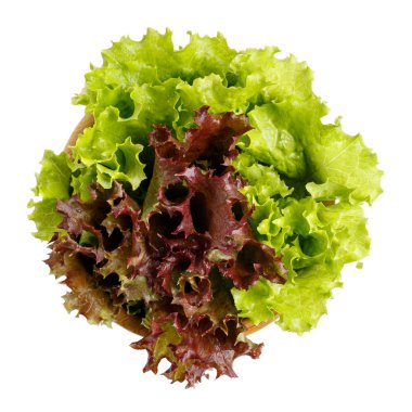 Two kinds of fresh lettuce salad leaves in a wooden bowl isolate clipart