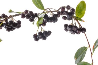 Beyaz izole yaprakları ile chokeberry Dalı. 