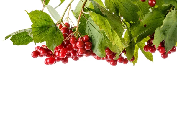 Beyaz üzerine izole yaprakları ile kırmızı viburnum çilek Dalı. — Stok fotoğraf
