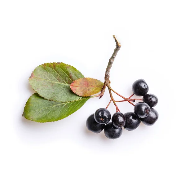 Пучок черных ягод чечевицы (Aronia mellecarpa) на кильке — стоковое фото