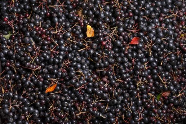 Zákopy z černého chokeberry (Aronia melanocarpa) jako pozadí — Stock fotografie