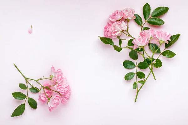 Pembe Arka Planda Pembe Gül Çiçekleri Çerçeve Çiçek Kompozisyonu Düz — Stok fotoğraf