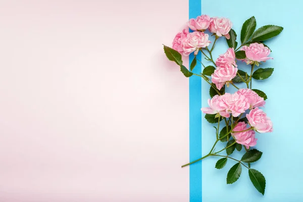 Pembe Mavi Arka Planda Pembe Gül Çiçekleri Çerçeve Çiçek Kompozisyonu — Stok fotoğraf