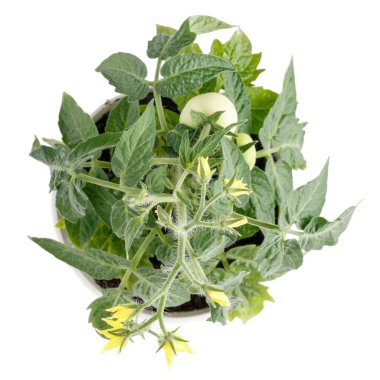 Çiçek saksısında küçük bir kiraz domates çalısı yetişiyor. Beyaz üzerine izole edilmiş ev yapımı saksı domatesleri. Üst görünüm.