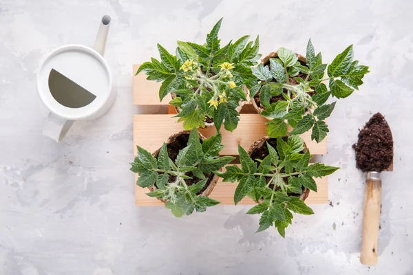 Semis Tomates Germées Dans Les Pots Tourbe Concept Jardinage Vue — Photo