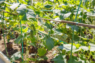 Güneşli bir günde bahçede yeşil salatalıklı yatak. Dikey dikim. Organik gıda yetiştiriyor. Salatalık hasadı. Bahçe konsepti.