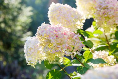 Yaz bahçesinde çiçek açan beyaz panikli ortanca (Hydrangea paniculata). Ortanca çiçeğinin yakın çekimi.