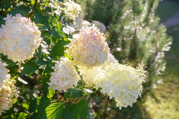 Yaz Bahçesinde Çiçek Açan Beyaz Panikli Ortanca Hydrangea Paniculata Ortanca — Stok fotoğraf