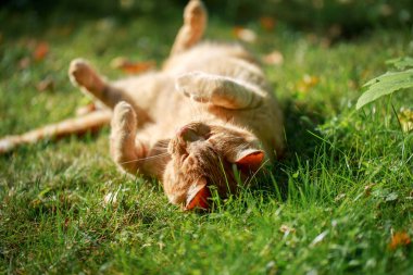 Kızıl kedi çayırda yatıyor. Yeşil çimenlerde uyuyan baş aşağı kızıl kedi. Yaz zamanı konsepti.