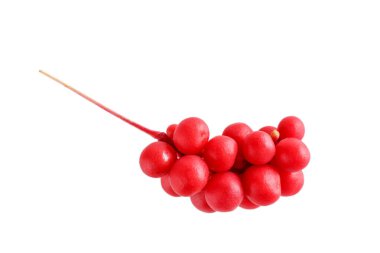 Schisandra chinensis veya beş aromalı böğürtlen. Taze kırmızı olgun dut beyaz arkaplanda izole edilmiş.. 