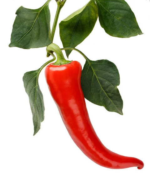Nær Opptil Rød Pepper Med Grønne Blader Isolert Hvitt – stockfoto