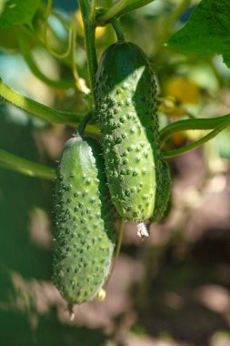 Bahçedeki bir dala asılı salatalıklar. Yakın plan. Organik gıda yetiştiriyor. Salatalık hasadı. Bahçe konsepti.