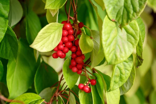 Schisandra chinensis ya da beş aromalı böğürtlen. Bahçedeki yeşil yaprakların üzerinde taze kırmızı olgun meyveler..