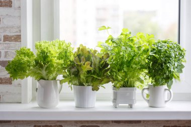 Pencere kenarındaki beyaz kaplarda taze aromatik aşçılık otları. Marul, yaprak kereviz ve küçük yapraklı fesleğen. Bitkilerden oluşan mutfak bahçesi..