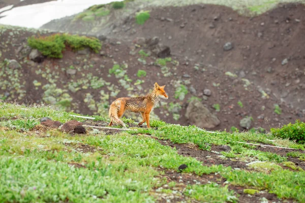 Zorro Rojo Salvaje Prado Animal Húmedo Niebla Península Kamchatka Rusia — Foto de Stock