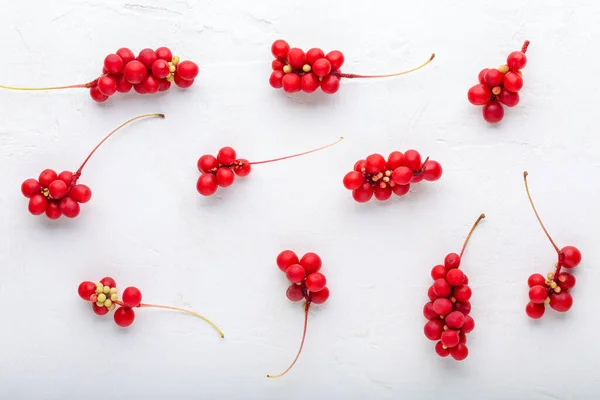 Schisandra Chinensis Five Flavor Berry Fresh Red Ripe Berries Pattern — Stock Photo, Image