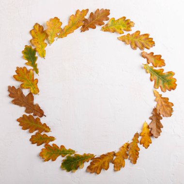 Beyaz arka planda renkli sonbahar yaprakları. Sonbahar çerçevesi. Düz konum, üst görünüm, kopyalama alanı.