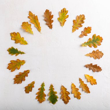 Beyaz arka planda renkli sonbahar yaprakları. Sonbahar çerçevesi. Düz konum, üst görünüm, kopyalama alanı.