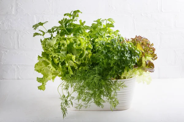 Frische Aromatische Küchenkräuter Topf Auf Weißem Hintergrund Salat Dill Sellerie — Stockfoto