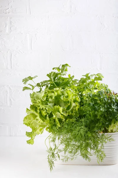 Frische Aromatische Küchenkräuter Topf Auf Weißem Hintergrund Salat Dill Sellerie — Stockfoto