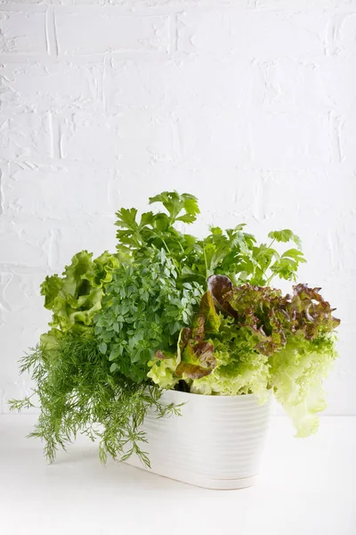 Frische Aromatische Küchenkräuter Topf Auf Weißem Hintergrund Salat Dill Sellerie — Stockfoto