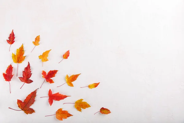 Colorful fall leaves on white background. Autumn frame. Flat lay, top view, copy space.