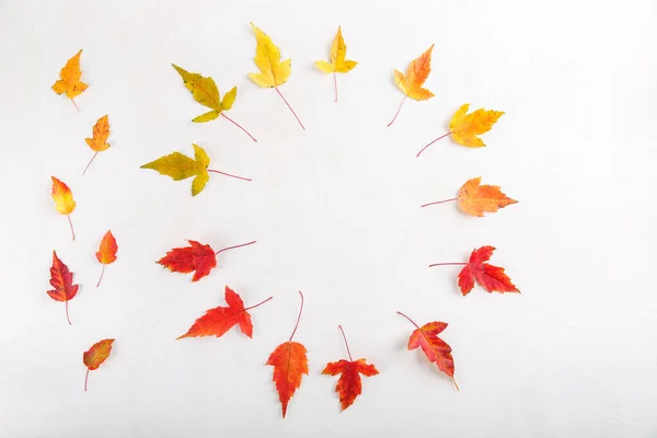 Colorful Fall Leaves White Background Autumn Frame Flat Lay Top — Stock Photo, Image