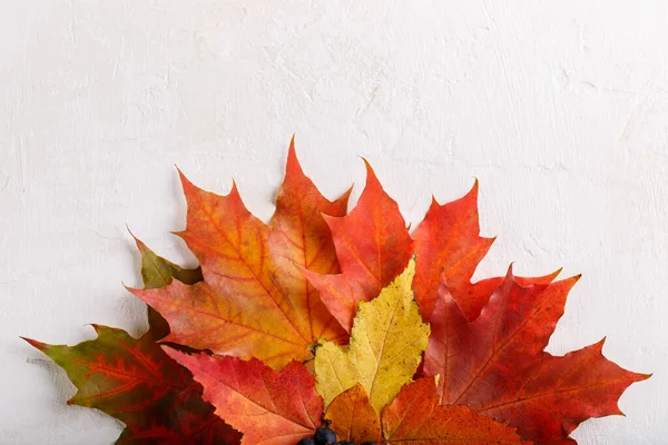 Hojas Coloridas Otoño Sobre Fondo Blanco Composición Otoño Plano Vista — Foto de Stock