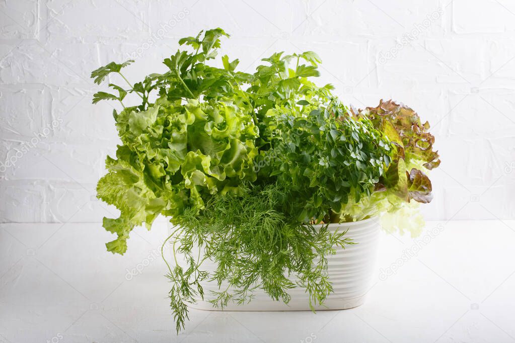 Fresh aromatic culinary herbs in pot on white background. Lettuce, dill, leaf celery and small leaved basil. Kitchen garden of herbs. 