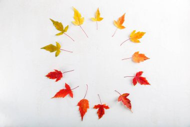 Beyaz arka planda renkli sonbahar yaprakları. Sonbahar çerçevesi. Düz konum, üst görünüm, kopyalama alanı.