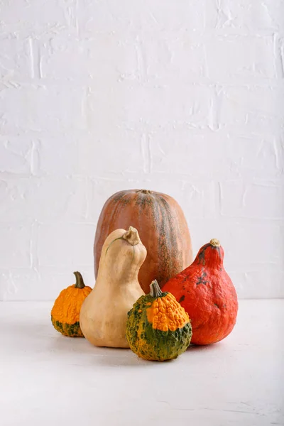 Diferentes Variedades Calabazas Calabazas Sobre Fondo Blanco Copiar Espacio — Foto de Stock