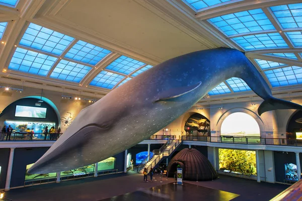 Nueva York, Museo Americano de Historia Natural — Foto de Stock
