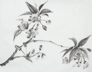 tek renkli bir tarzda tasvir çiçeklenme kiraz çiçeği Şubesi