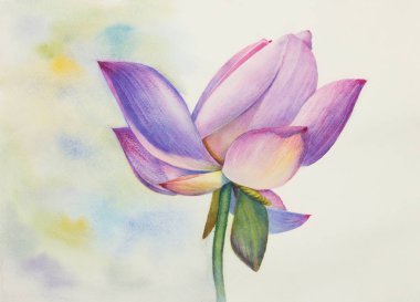 pembe lotus çiçeği içinde suluboya boyalı