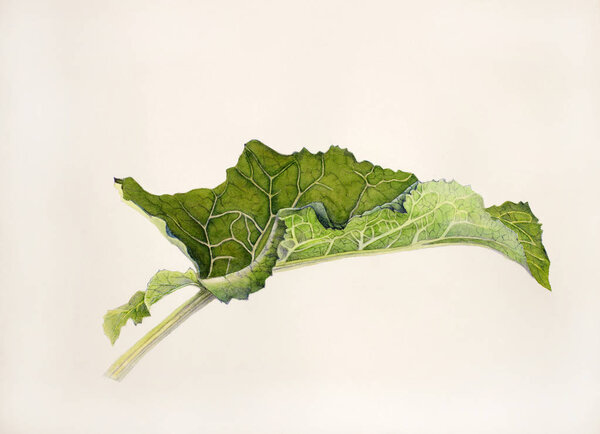young and fresh burdock leaf painted in watercolor