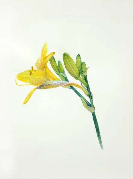 Beyaz Zemin Üzerine Sarı Çiçek Daylily — Stok fotoğraf