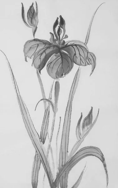 Flor Iris Negro Pintado Estilo Chino — Foto de Stock